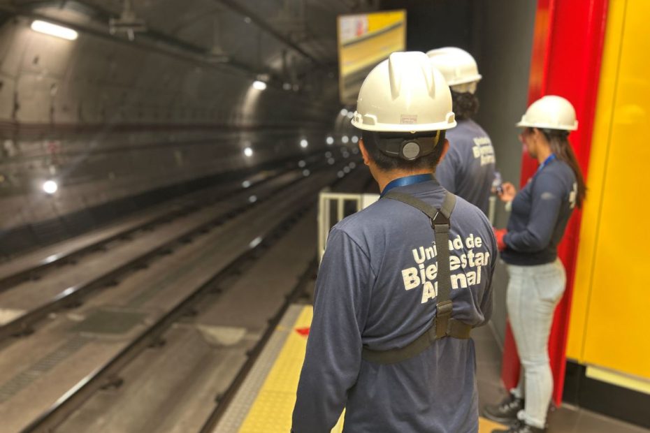 Un perro y un gato detuvieron por minutos el Metro de Quito.